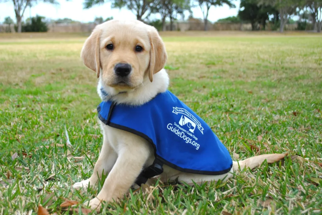 Guide Dog Training - what do guide dogs do