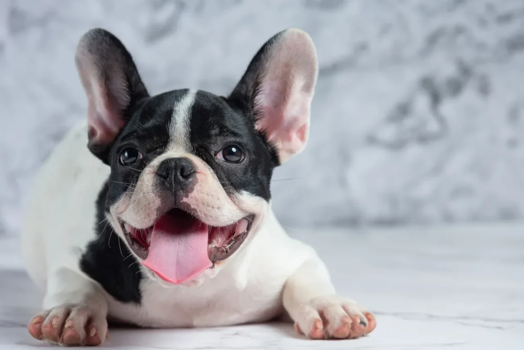 How to Care for French Bulldog Puppies